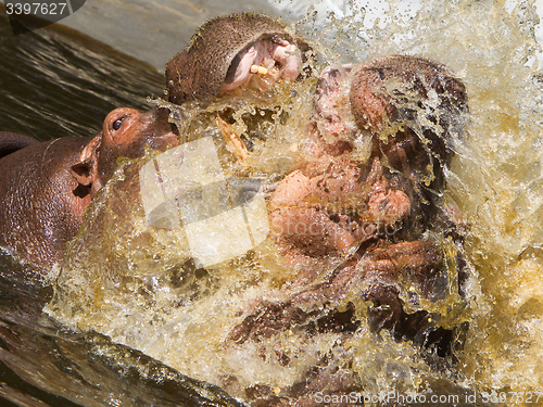 Image of Two fighting hippos (Hippopotamus amphibius)