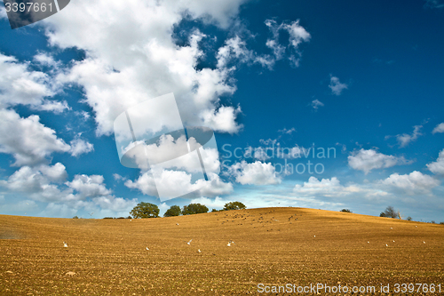 Image of Field in Denmark in autumn with a blue sky