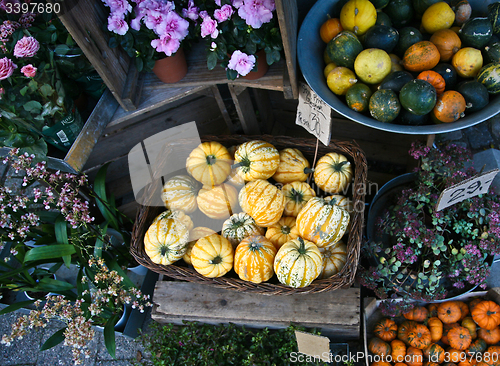 Image of Yellow decorative  pumpkins in denmark in a shop