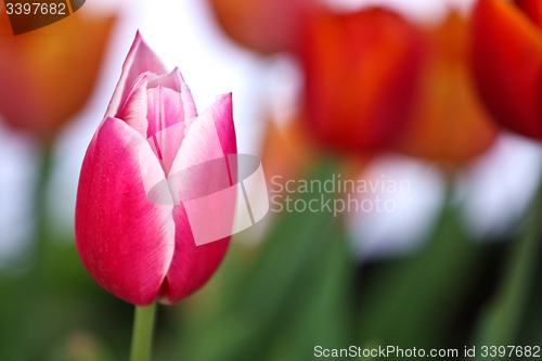 Image of Tulips in a garden