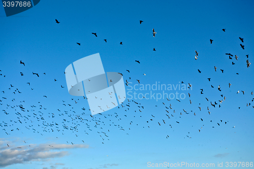 Image of Bird in the blue sky in denmark