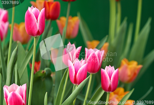 Image of Tulips in a garden