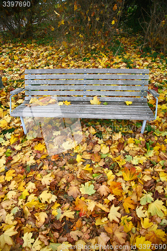 Image of Bench under autumn leaves