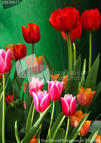Image of Red tulips in a garden