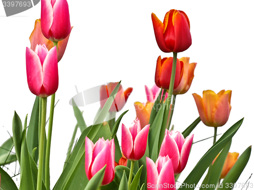 Image of Tulips in a garden