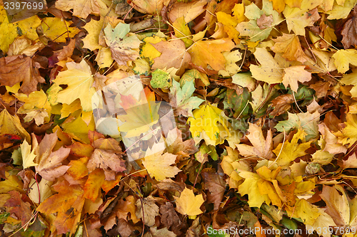 Image of Autumn leaves details