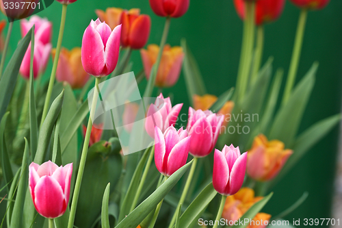 Image of Tulips in a garden