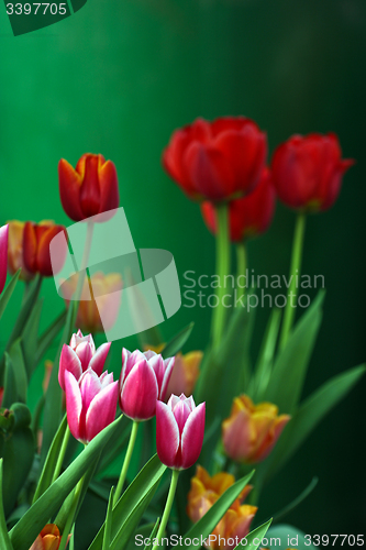 Image of Red tulips in a garden