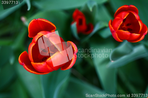 Image of Close up of red tulips in a garden
