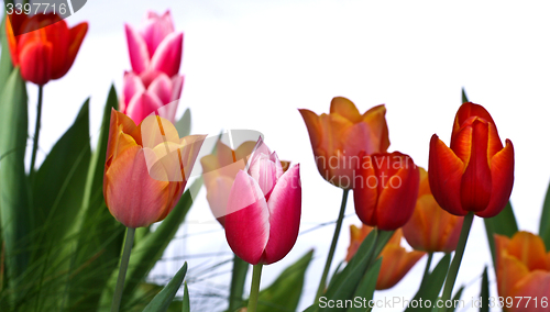 Image of Tulips in a garden