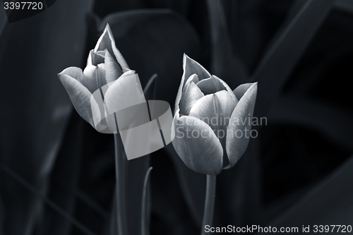 Image of Black and white tulips in a garden