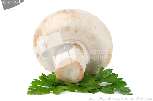 Image of Champignon mushroom and parsley leaves 