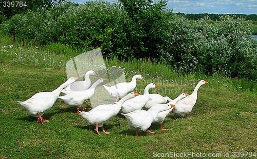 Image of Gooses