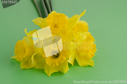 Image of Jonquil flowers