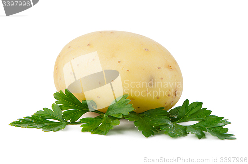 Image of New potato and green parsley