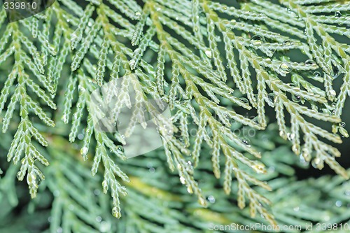 Image of Cypress macro