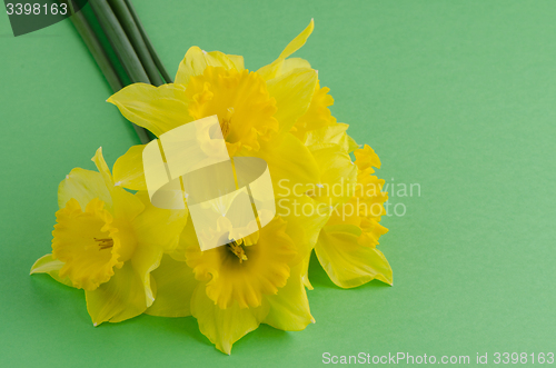 Image of Jonquil flowers