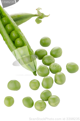 Image of Fresh green pea pod