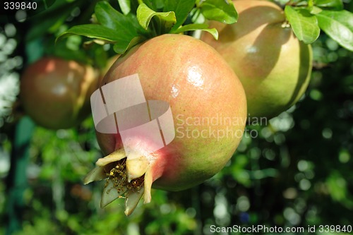 Image of Pomegranate fruit
