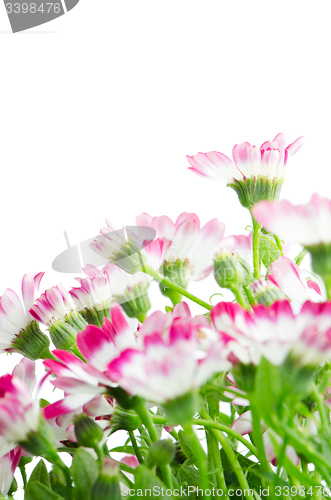 Image of Beautiful pink flowers and green grass