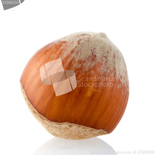 Image of Hazelnut