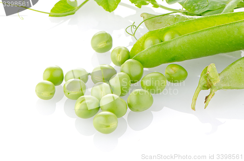 Image of Fresh green pea pod