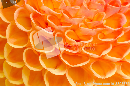 Image of Dahlia closeup