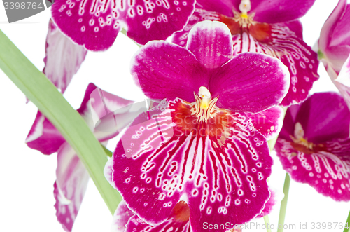 Image of Pansy Orchid - Miltonia Lawless Falls 