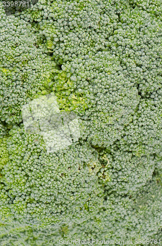 Image of Brocolli background