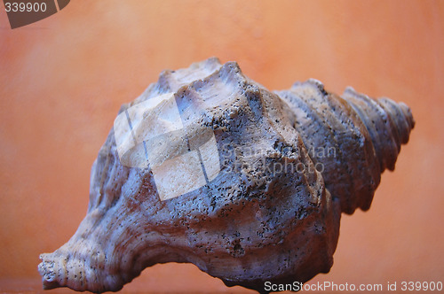 Image of shell