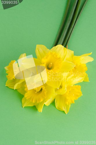 Image of Jonquil flowers