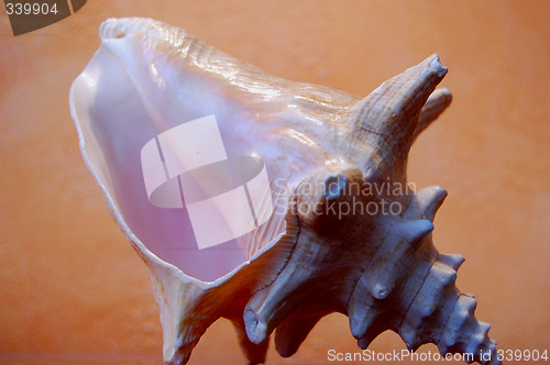 Image of shell