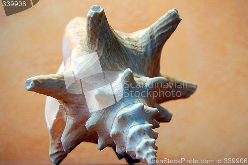 Image of shell