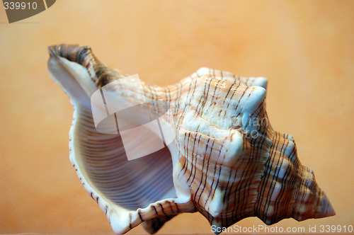 Image of shell