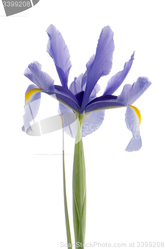 Image of Purple lily flower