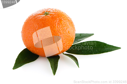 Image of Fresh orange mandarin