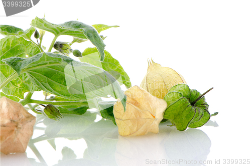 Image of Physalis fruit 