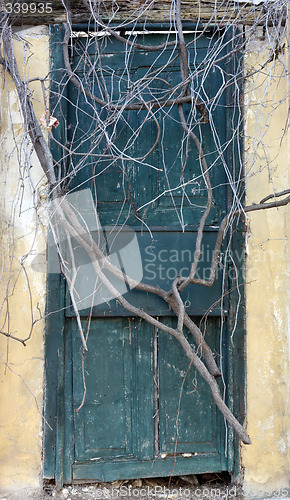 Image of Antique door sealed by roots