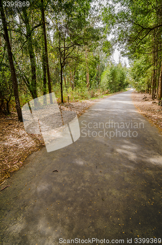 Image of Road in autumn wood