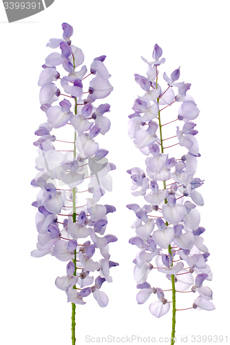 Image of Wisteria flowers