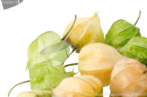 Image of Physalis fruit 