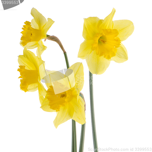 Image of Yellow jonquil flowers