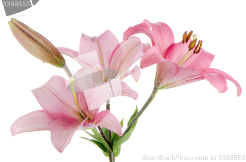 Image of Pink lilies