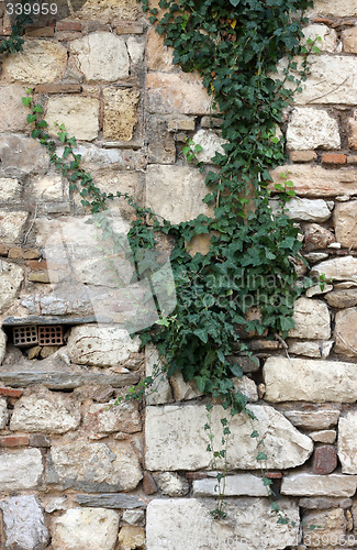 Image of Plant over stone wall