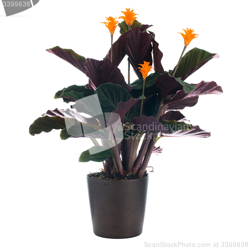 Image of Eternal flame flower (calathea crocata)