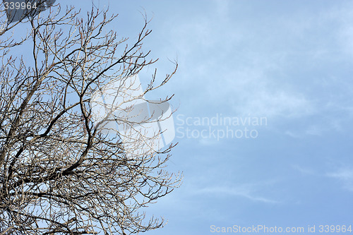 Image of Bare tree and sky