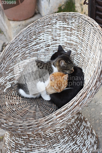 Image of Three cats rest in cold