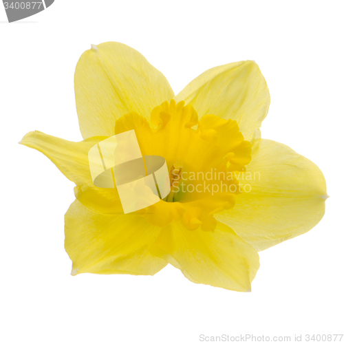 Image of Jonquil flower