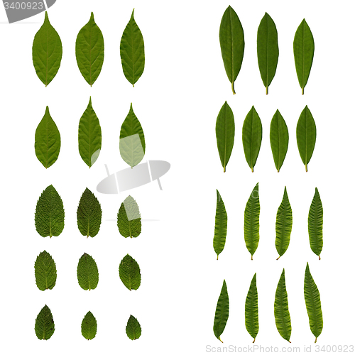Image of Set of green leaves