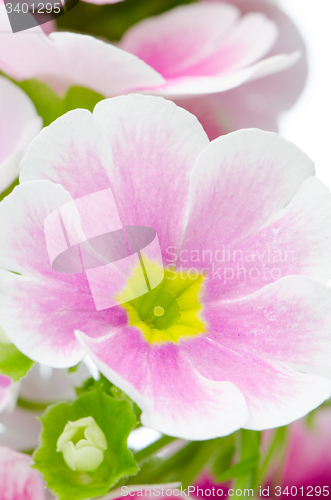 Image of Closeup of pink primrose flowers